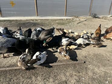 kuban ördek: Salam Aleykum Satılır Ördək Qaz Ördək Cücəsi Toyoq 36 Ədəd Lal Ördək — 20