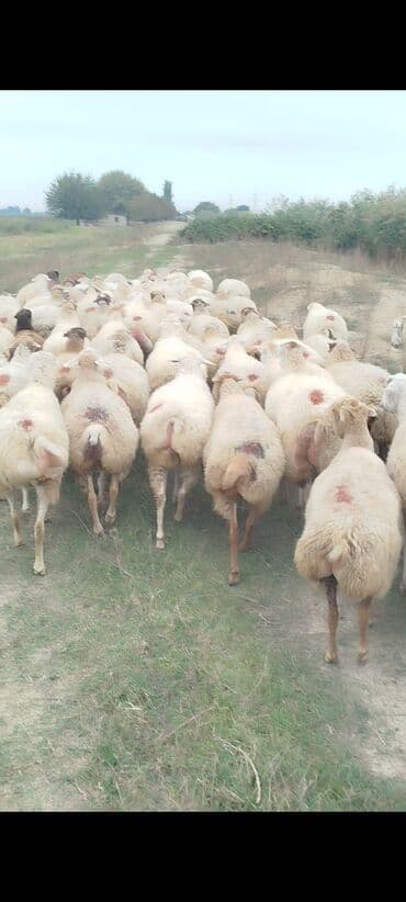 bakida cins ineklerin satisi: Dişi, il: 1, 50 kq, Damazlıq, Ünvandan götürmə — 12