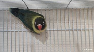 PAPUQAY FİŞER ERKƏK DİŞİ.TƏK TƏK AYRI QİYMƏT CÜT AYRI QİYMƏTDİ