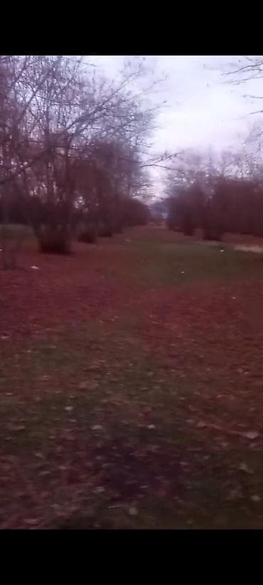 mingecevir satiliq evler: 1 sot, Kənd təsərrüfatı — 4