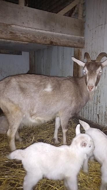 alman kurdu iti: Alpin Toqqenburq cinsi. çox südlü heyvandir. balalar dişidi. özü və — 1
