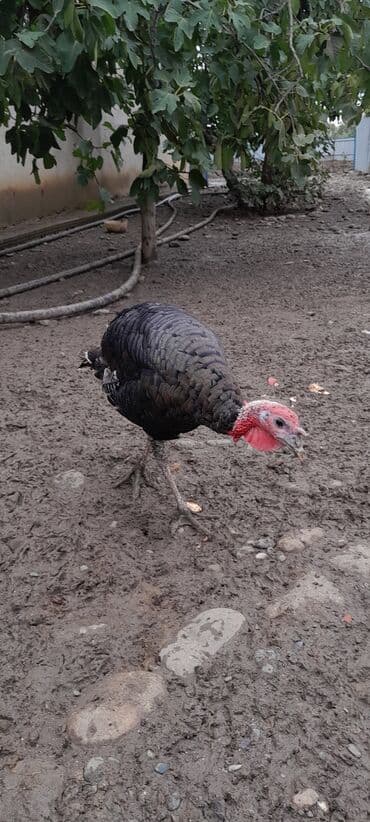 котята в добрые руки баку: Digər quşlar — 2