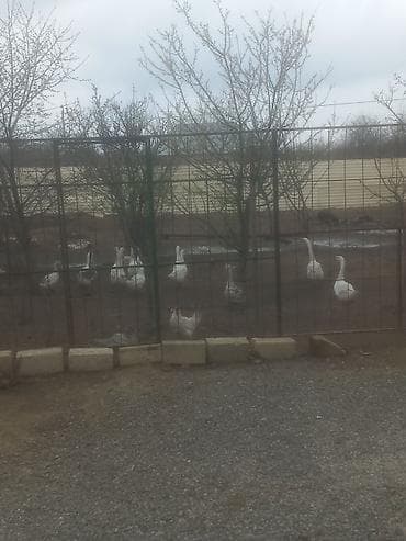 at və eşşəyin cütləşməsi: Qaz sürüsü – fermada bəslənmiş - Növ: ev qazı (ağ və boz rəngli — 1