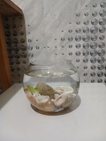 Pişiklər: Şüşə akvarium dekoru – mini balaca qlobus formalı akvarium baliglar 2 — 5