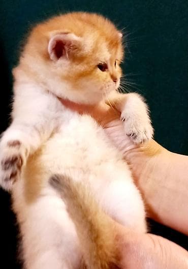 ucuz ev itleri: Britan, Erkək, Dişi, Yaxşı əllərə, Ünvandan götürmə — 6