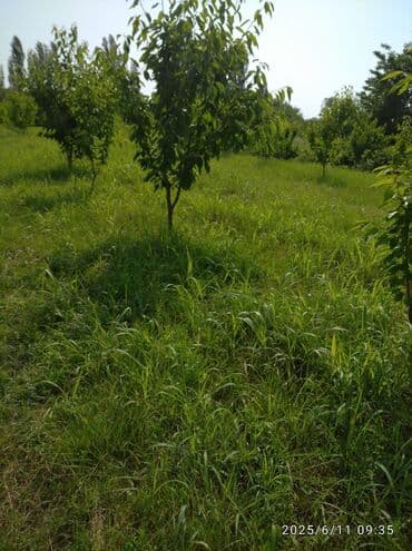 masazirda torpaq satılır: 241 sot, Biznes üçün, Mülkiyyətçi, Kupça (Çıxarış), Texniki pasport — 7