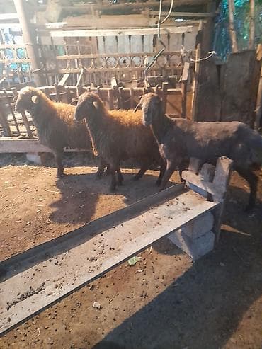 cins qoyunlar satilir: Kilosu 19manat alanada ciyarı pay verilir — 2
