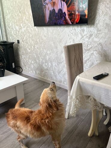 отдам собаку в хорошие руки: Ретривер, 6 месяцев, Самец, С прививками, Самовывоз — 4