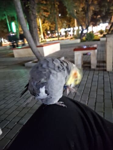 пудель в добрые руки: Nimfa (cockatiel) papağanı - Növ: Nimfa (Nymphicus hollandicus) - — 2