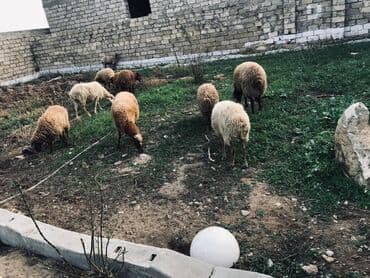 balaca quzu qiyməti: Dişi, il: 3, 35 kq, Damazlıq, Ünvandan götürmə — 1