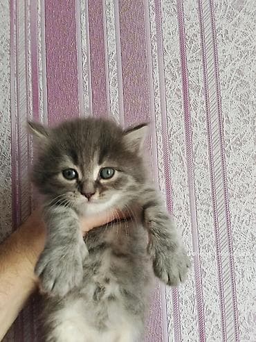 Boz rəngli, tüklü balaca pişik balası - Rəng: Boz-gümüş, sinə və qarın