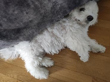 Digər heyvanlar: Bişon Frize, 5 ay, Erkek, Peyvəndli, Ünvandan götürmə — 5