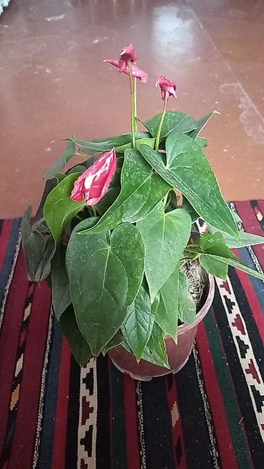 Anturium (Anthurium andraeanum) – qırmızı “çiçəkli” yarpaqları və — 1