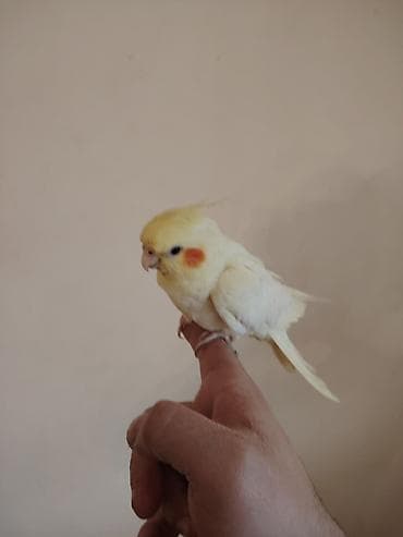 Животные: Korella yeke qefez hamsi bir yerde 100 azn Məhsulun təsviri: - Quş — 1