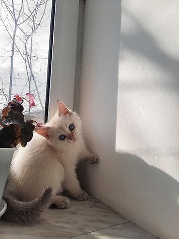 Pişiklər: Britan, Erkək, Yaxşı əllərə — 1