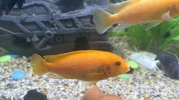 Cixlid balığı, Sülhsevər