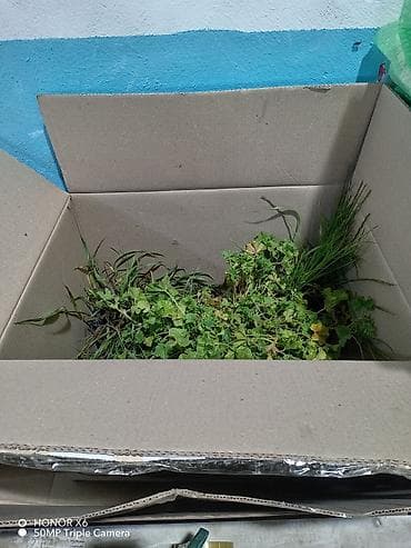 heyvan evləri: Quru‑suda yaşayan tısbağa (göllük/su tısbağası tipli) - Növ: yarı su — 3