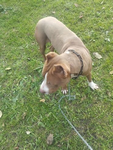 пекинес цена в баку: Питбуль — 5