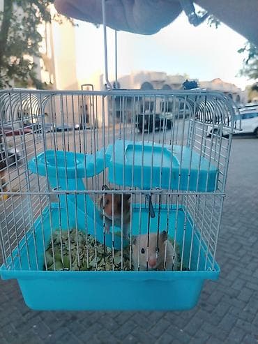 mal satisi: Hamster sağlam balalardır Qəfəs ilə bir yerdə satılır çatdırılma var — 3