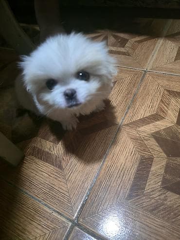 xaski satilir: Pekines, 2 ay, Dişi — 8