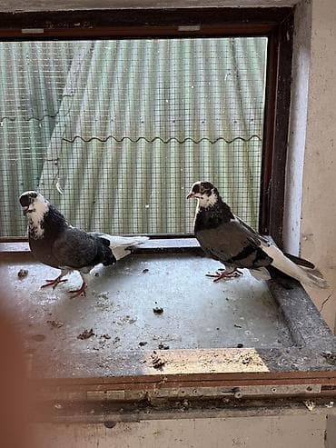 pavlin goyercin: Göyerçinler aq quyruqlar ekey maya esenlerdendi nikalayisqi cutu 35 m — 6