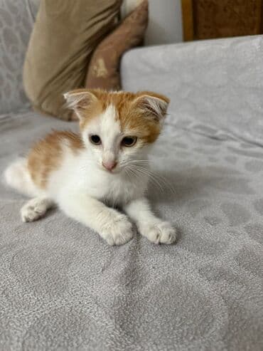 где можно купить котенка: Yaxşı əllərə — 2