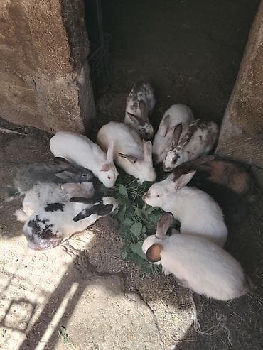 dovsan qefesi: Dovşanlar satılır böyuk dovşanlardı ünvan Bülbülede yerləşir — 6
