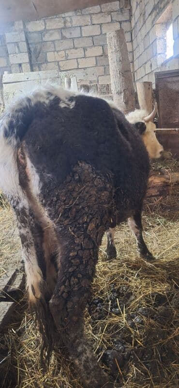 Коровы, быки: Теленок, Самец, Simental, месяцев: 6, Для мяса — 6