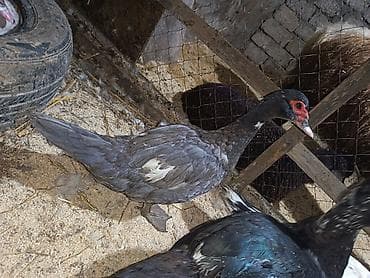 ağdaş yemi: Dişi, | Lal ördək, Damazlıq — 5