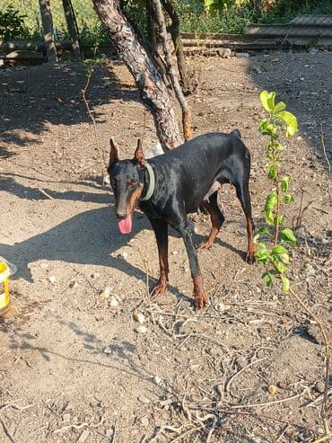 gencede itler: Doberman, 1 il, Dişi — 4