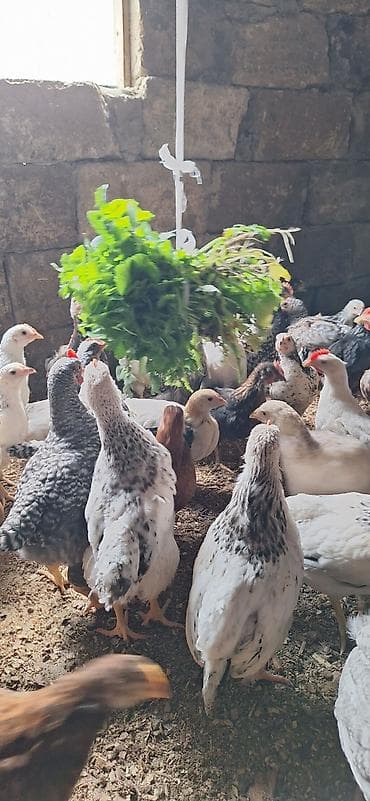 bildircin satilir 80 qep: Toyuq cücələri, Damazlıq, Ödənişli çatdırılma — 10