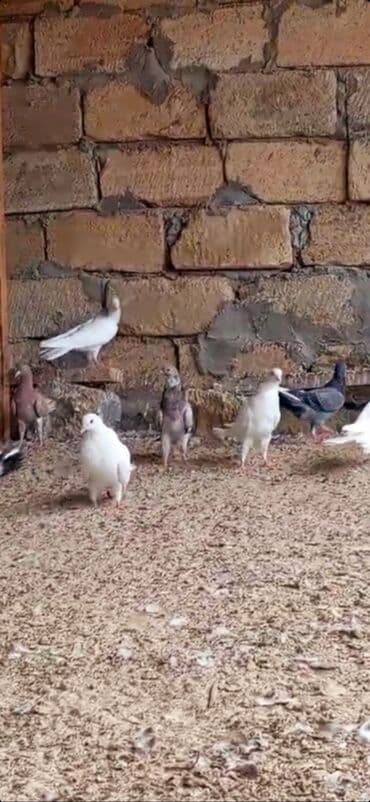 tuk tuk mmc: Her reng quş var.Qiymet goyercine gore deyisir.Bakidadirlar saf qan — 2