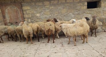 bmw 3 серия 325ci at: 15 Qoyun satlır boğaz iri qoyunduıar — 2