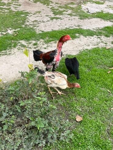 Inəklər, öküzlər: Gördüyünüz heyvanların mayalı yumurtaları satılır təmiz qan sosyet — 6