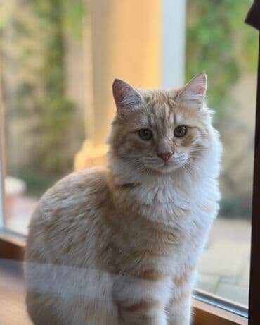 питомники кошек в баку: Самец, Самка, В добрые руки — 1