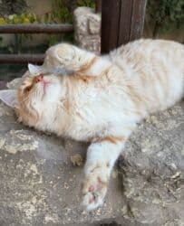 erkek pişik: Erkək, Dişi, Yaxşı əllərə — 3