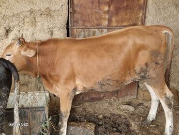 Satlıq heyvanlar – dana və buzovlar - Cins: qarışıq yerli və lalafo.az -da Satlıq heyvanlar – dana və buzovlar - Cins: qarışıq yerli və