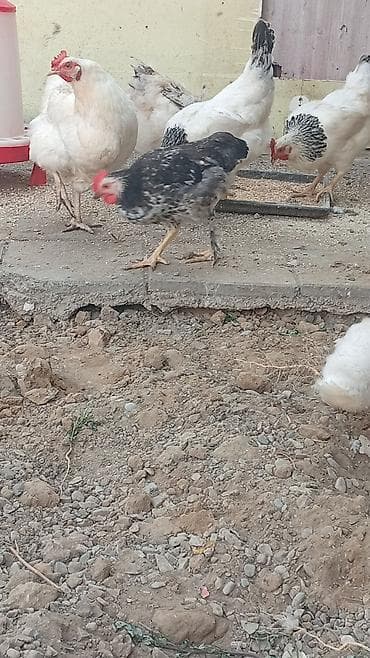 toyuq cuce satisi: Hər cürə heyvan var qaz balası ordey hindusqa nə iddeseniz var işimlə — 1