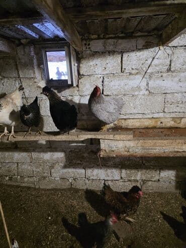 Mal-qara: Toyuq, Damazlıq — 7