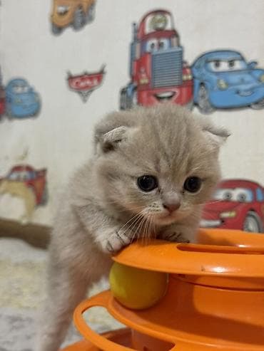 Şotland yastı qulaq