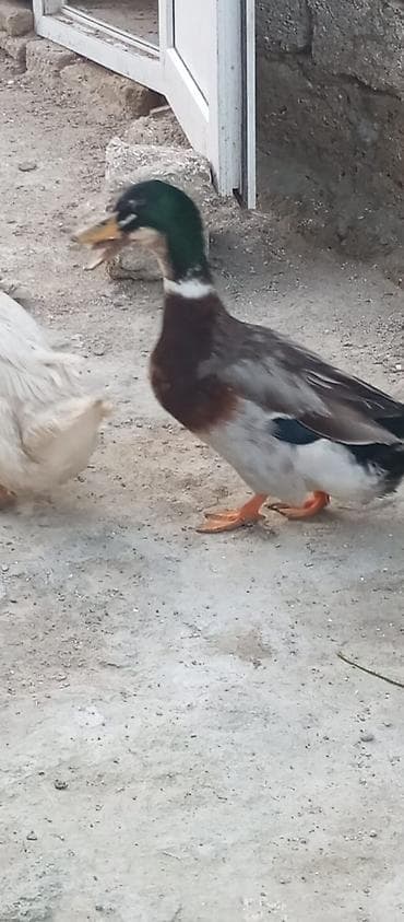 Qazlar: Erkək, Damazlıq — 8