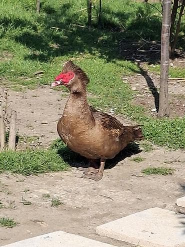 qaqa ördəyi: Musk ördəyi (Cairina moschata) qirmizi ökuz sortu erkek cavan - — 1