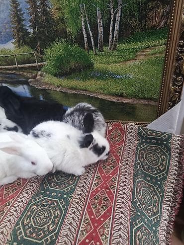 qus qefesi: Dovşan yemi 2-azn Bala Dovşanlar 5azn. Apilka (Yonqar 1.50azn) — 5