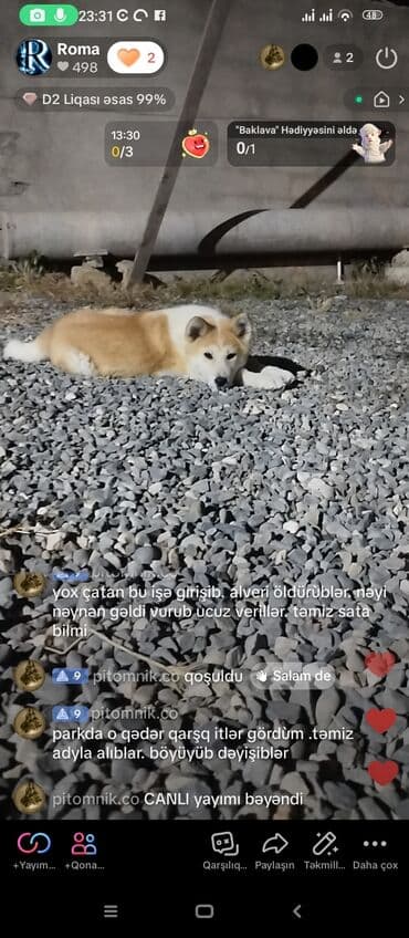 doberman qiymeti: Akita-inu, 4 ay, Dişi, Peyvəndli, Ünvandan götürmə — 2