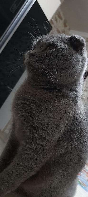 şotland dişi: Şotland, Dişi — 2