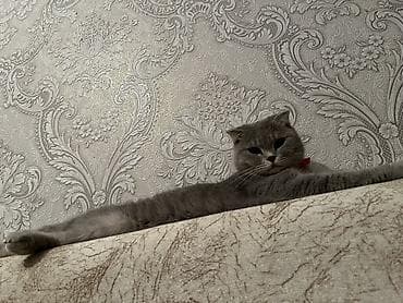 pişik yuva: Şotland, Dişi, Yaxşı əllərə — 4