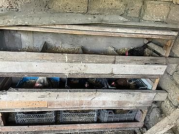 K/t heyvanları və malları: Toyuq, Yumurtalıq — 3