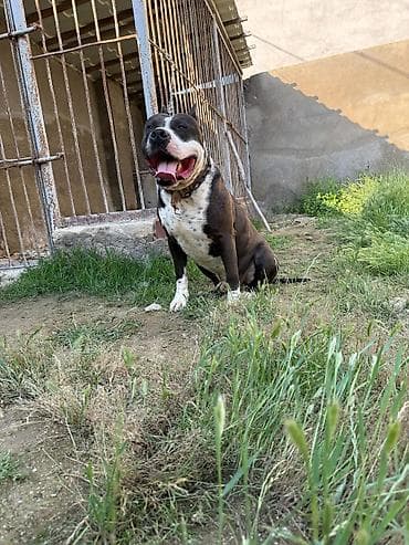 cao cao iti: Pitbul, Erkek, Cütləşmə üçün — 2