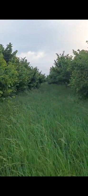 аренда земли сельскохозяйственного назначения: Для сельского хозяйства — 1