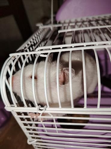 naxcivan heyvan bazari: Mənə hədiyyə olunub sadəcə dərslərlə bağlı yaxşı baxa — 4